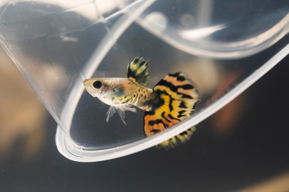 moving moment yellow half moon siamese betta fish plastic cup