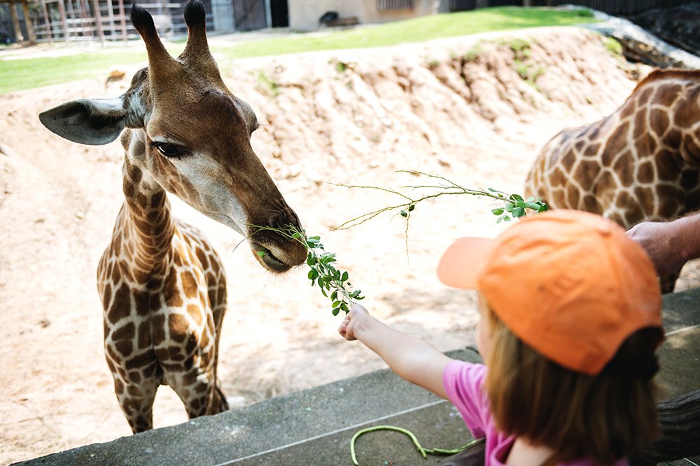 Child feeding a giraffe fresh leaves at a zoo enclosure