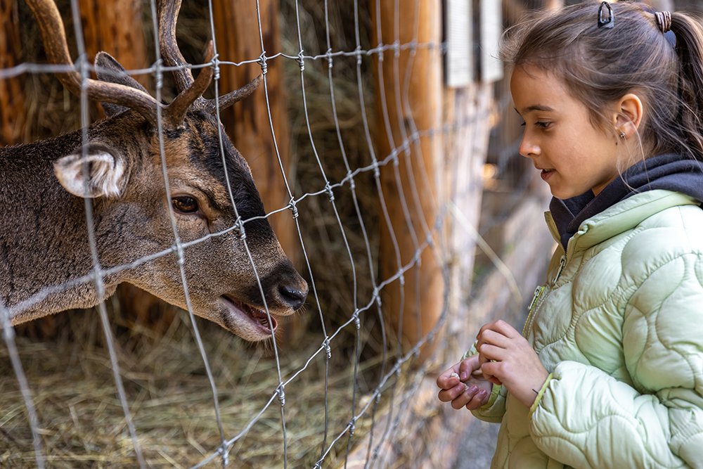 Little girl looking at a deer through a wire fence at a zoo